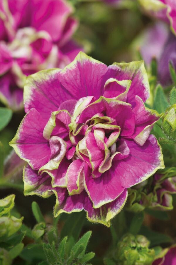 Petunya Fidesi   ( Petunia Atkinsianatumbelina ) Darcey Rosa  - 1