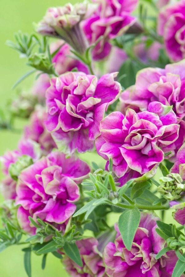 Petunya Fidesi   ( Petunia Atkinsianatumbelina ) Darcey Rosa  - 3
