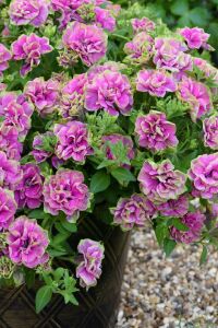 Petunya Fidesi   ( Petunia Atkinsianatumbelina ) Darcey Rosa  - 6