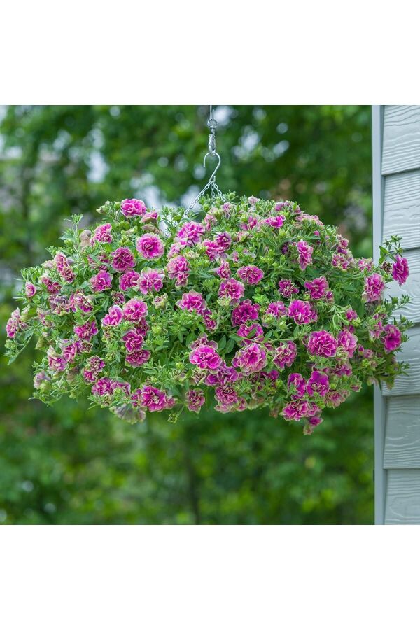 Petunya Fidesi   ( Petunia Atkinsianatumbelina ) Darcey Rosa  - 7