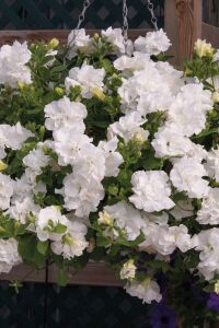 Petunya Fidesi Kokulu  ( Petunia Atkinsianatumbelina ) Diana  - 1