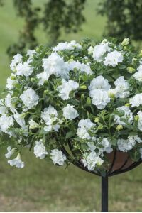 Petunya Fidesi Kokulu  ( Petunia Atkinsianatumbelina ) Diana  - 6