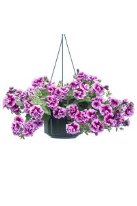 Petunya Fidesi   ( Petunia Atkinsianatumbelina ) Francesca  - 1