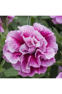 Petunya Fidesi   ( Petunia Atkinsianatumbelina ) Francesca  - 3