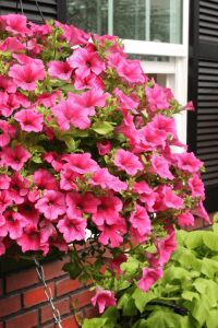 Petunya Fidesi ( Petunia Atkinsiana ) Hot Pink  - 1