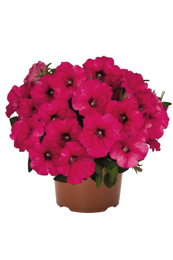 Petunya Fidesi ( Petunia Atkinsiana ) Hot Pink  - 3
