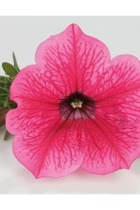 Petunya Fidesi ( Petunia Atkinsiana ) Hot Pink  - 5