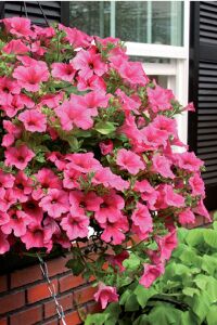 Petunya Fidesi ( Petunia Atkinsiana ) Hot Red  - 1