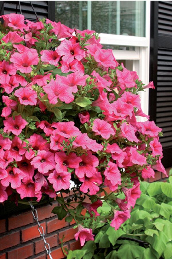 Petunya Fidesi ( Petunia Atkinsiana ) Hot Red  - 1