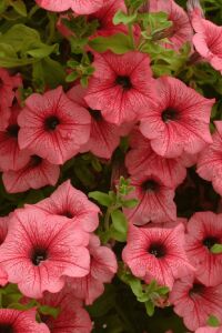 Petunya Fidesi ( Petunia Atkinsiana ) Hot Red  - 3