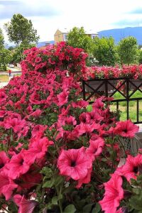 Petunya Fidesi ( Petunia Atkinsiana ) Hot Red  - 7