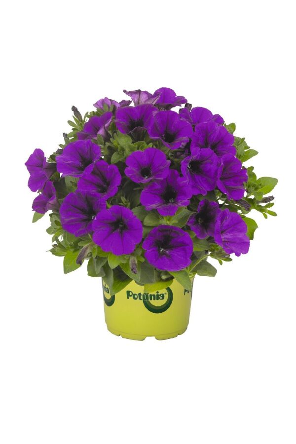 Petunya Fidesi ( Petunia Atkinsiana ) Lilac Blue  - 1