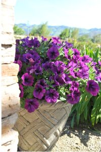 Petunya Fidesi ( Petunia Atkinsiana ) Lilac Blue  - 3