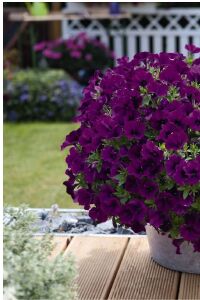Petunya Fidesi ( Petunia Atkinsiana ) Lilac Blue  - 4