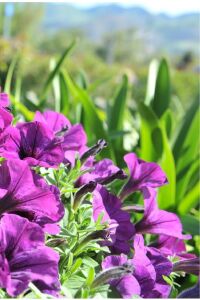 Petunya Fidesi ( Petunia Atkinsiana ) Lilac Blue  - 5