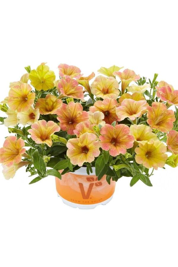 Petunya Fidesi ( Petunia Atkinsiana ) Mango  - 1