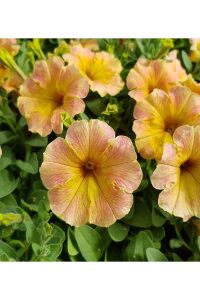Petunya Fidesi ( Petunia Atkinsiana ) Mango  - 2