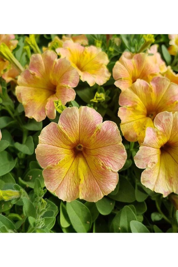 Petunya Fidesi ( Petunia Atkinsiana ) Mango  - 2