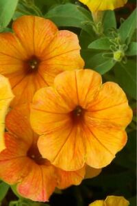 Petunya Fidesi ( Petunia Atkinsiana ) Mango  - 3