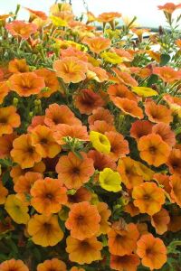 Petunya Fidesi ( Petunia Atkinsiana ) Mango  - 4