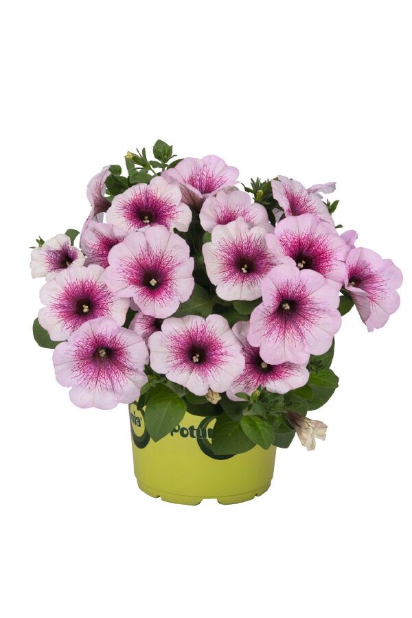 Petunya Fidesi ( Petunia Atkinsiana ) Pink Orchid  - 1