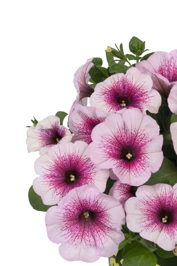 Petunya Fidesi ( Petunia Atkinsiana ) Pink Orchid  - 3