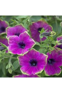 Petunya Fidesi ( Petunia Atkinsiana ) Purple Green Edge  - 1