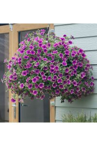 Petunya Fidesi ( Petunia Atkinsiana ) Purple Green Edge  - 5