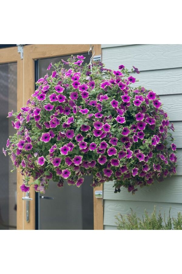 Petunya Fidesi ( Petunia Atkinsiana ) Purple Green Edge  - 5