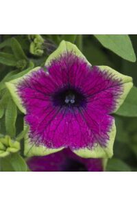 Petunya Fidesi ( Petunia Atkinsiana ) Purple Green Edge  - 6