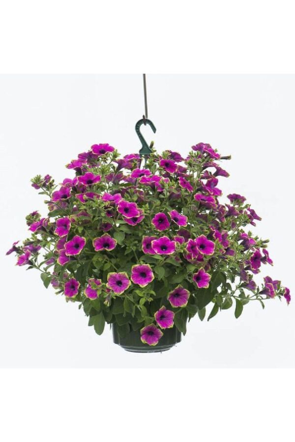 Petunya Fidesi ( Petunia Atkinsiana ) Purple Green Edge  - 7
