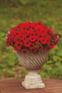Petunya Fidesi ( Petunia Atkinsiana ) Table Dark Red 1 Adet - 1