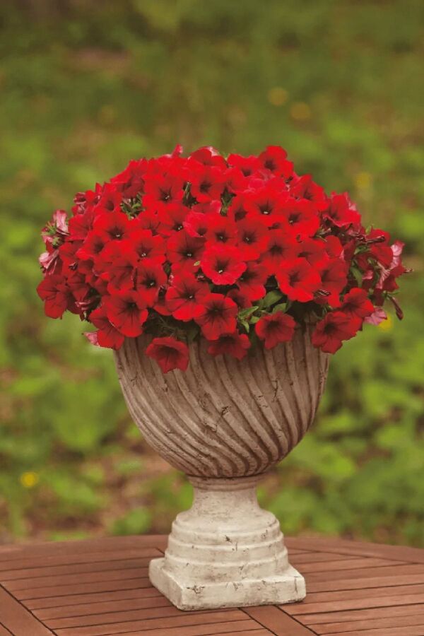 Petunya Fidesi ( Petunia Atkinsiana ) Table Dark Red 1 Adet - 1