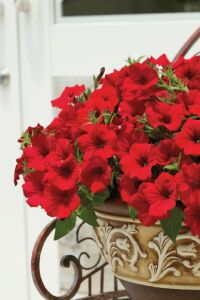Petunya Fidesi ( Petunia Atkinsiana ) Table Dark Red 1 Adet - 5