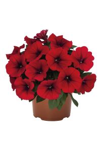 Petunya Fidesi ( Petunia Atkinsiana ) Table Dark Red 1 Adet - 6