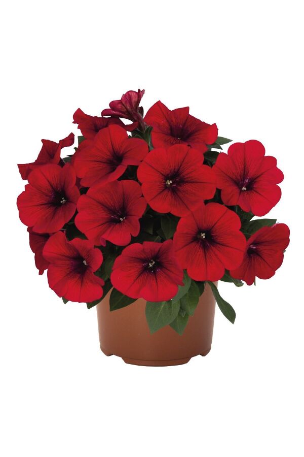 Petunya Fidesi ( Petunia Atkinsiana ) Table Dark Red 1 Adet - 6