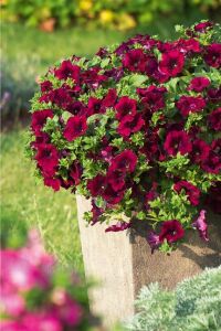 Petunya Fidesi ( Sarkan Petunia Atkinsiana ) Burgundy  - 1