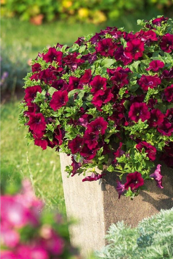 Petunya Fidesi ( Sarkan Petunia Atkinsiana ) Burgundy  - 1