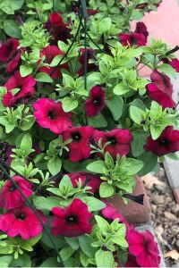 Petunya Fidesi ( Sarkan Petunia Atkinsiana ) Burgundy  - 5