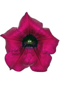 Petunya Fidesi ( Sarkan Petunia Atkinsiana ) Burgundy  - 6