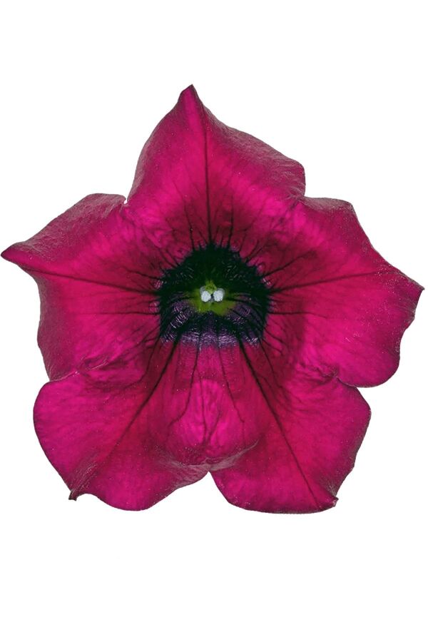 Petunya Fidesi ( Sarkan Petunia Atkinsiana ) Burgundy  - 6