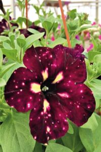 Petunya ( Petunia) Sarkan Petunya Fidesi ( Benekli ) Koyu Mor - Krem Renk  - 1