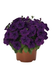 Petunya ( Petunia) Sarkan Petunya Fidesi Blue 1 Adet - 1