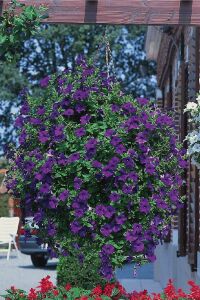 Petunya ( Petunia) Sarkan Petunya Fidesi Blue 1 Adet - 3