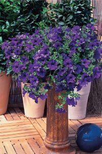 Petunya ( Petunia) Sarkan Petunya Fidesi Blue 1 Adet - 4