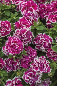Petunya ( Petunia) Sarkan Petunya Fidesi Katmerli Kokulu Tumbelina Anna 1 Adet - 2