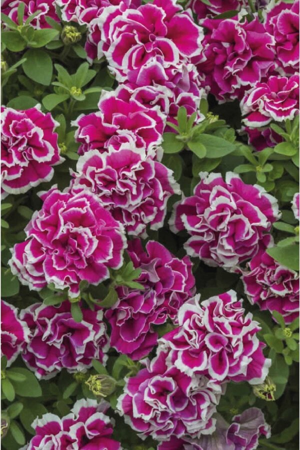 Petunya ( Petunia) Sarkan Petunya Fidesi Katmerli Kokulu Tumbelina Anna 1 Adet - 2