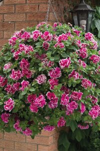 Petunya ( Petunia) Sarkan Petunya Fidesi Katmerli Kokulu Tumbelina Anna 1 Adet - 1