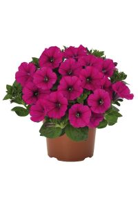Petunya ( Petunia) Sarkan Petunya Fidesi Purple  - 1