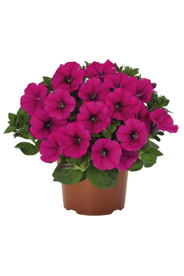 Petunya ( Petunia) Sarkan Petunya Fidesi Purple  - 1